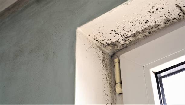 Best Mold Odor Removal Services  in Watertown, SD