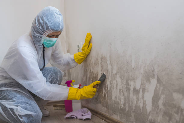 Best Asbestos and Lead Testing During Mold Inspection  in Watertown, SD