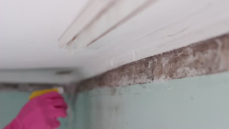 Best Crawl Space Mold Remediation  in Watertown, SD